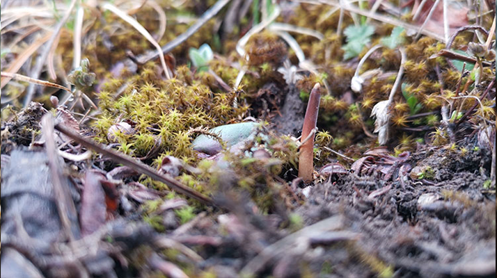 冷凍鮮冬蟲夏草的正確打開方式