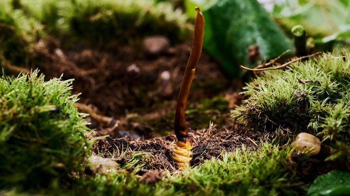 探秘那曲純野生<a href=http://m.sdmkid.com/xinxian/ target=_blank class=infotextkey>新<a href=http://m.sdmkid.com/xinxian/ target=_blank class=infotextkey>鮮冬蟲夏草</a></a>