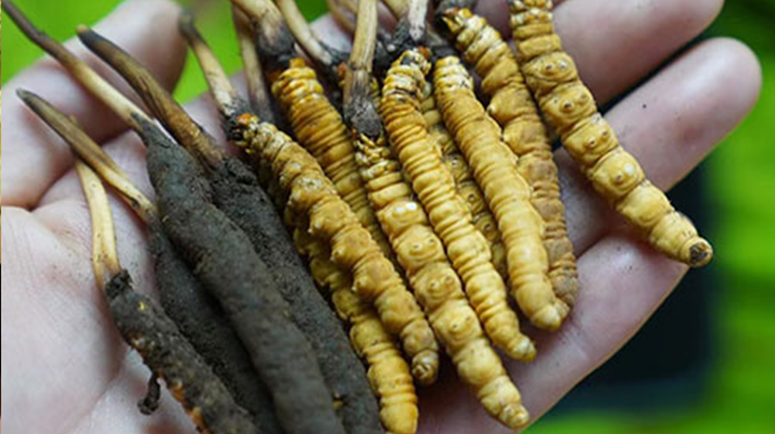 鮮冬蟲(chóng)夏草如何打粉末保存？實(shí)用指南來(lái)了