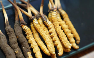 鮮冬蟲(chóng)夏草什么季節(jié)最好？滋補(bǔ)時(shí)機(jī)大揭秘