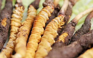 鮮冬蟲夏草能存放多久？科學(xué)保存指南來(lái)了