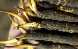 蟲(chóng)草怎么存放比較好？科學(xué)保存指南