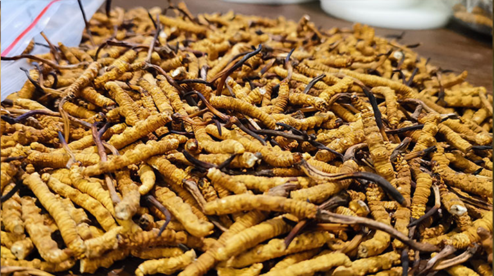 <a href=http://m.sdmkid.com/ target=_blank class=infotextkey>冬蟲夏草</a>市場價格解碼：從黃金克價到價值迷霧