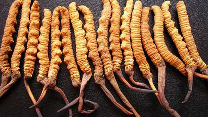 <a href=http://m.sdmkid.com/yangsheng/ target=_blank class=infotextkey>冬蟲夏草的作用</a>與功效：傳統(tǒng)智慧與現(xiàn)代科學(xué)的雙重印證