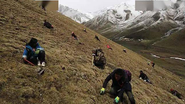 冬蟲(chóng)夏草都是野生的嗎？探尋其生長(zhǎng)的奧秘