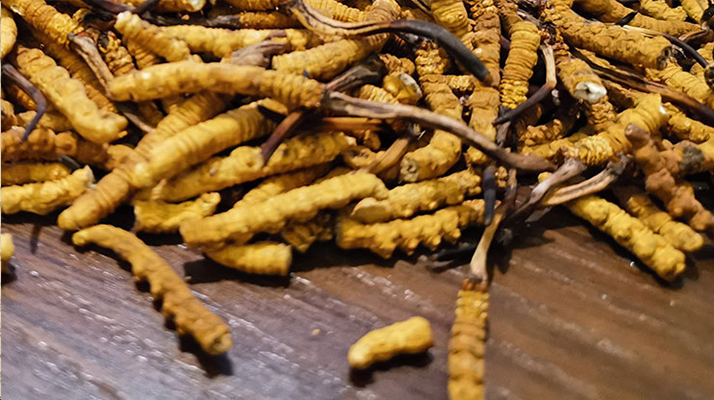斷的冬蟲夏草有效果嗎？一文揭開真相