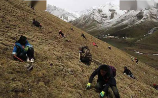 冬蟲(chóng)夏草都是野生的嗎？探尋其生長(zhǎng)的奧秘