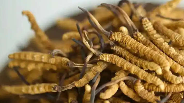 冬蟲夏草：千年神話背后的科學(xué)真相