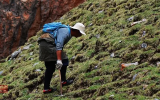 冬蟲夏草什么時候采挖？最佳采挖時節(jié)與科學(xué)依據(jù)