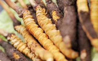 冬蟲(chóng)夏草放久了能吃嗎