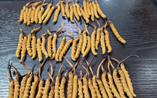 吃冬蟲(chóng)夏草對(duì)身體的好處
