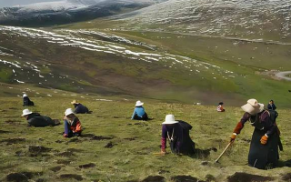 冬蟲(chóng)夏草產(chǎn)地是哪里好