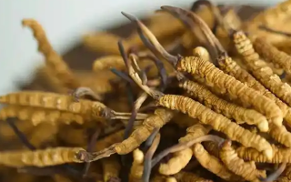每天吃冬蟲夏草有什么好處