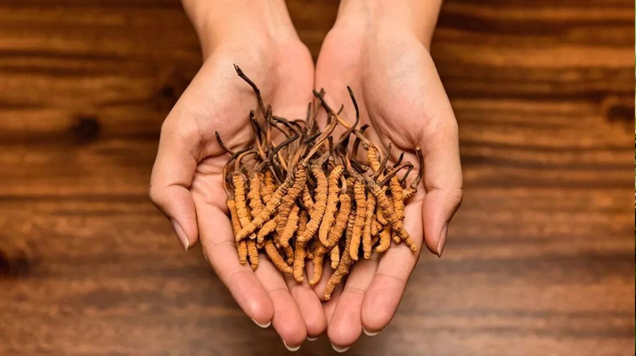 冬蟲夏草怎么食用效果好？掌握這些方法發(fā)揮最大功效