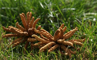 正宗冬蟲夏草一斤多少錢？多因素交織下的價格解析