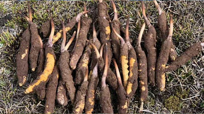 <a href=http://m.sdmkid.com/xinxian/ target=_blank class=infotextkey>新<a href=http://m.sdmkid.com/xinxian/ target=_blank class=infotextkey>鮮冬蟲夏草</a></a>科學晾干指南