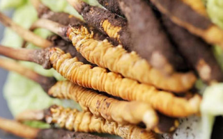 鮮冬蟲(chóng)夏草的形態(tài)特征詳解