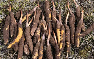 一根鮮冬蟲夏草多少克？多因素決定重量差異