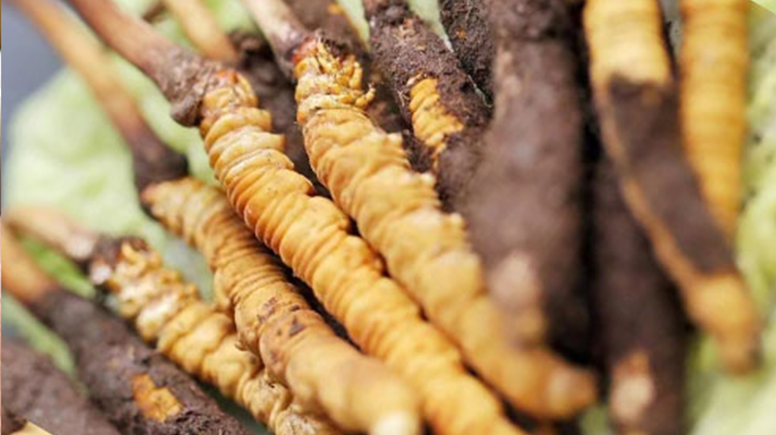 水煮<a href=http://m.sdmkid.com/xinxian/ target=_blank class=infotextkey>鮮冬蟲(chóng)夏草</a>的最佳方法：鎖住營(yíng)養(yǎng)的科學(xué)烹煮指南