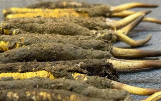 一根鮮冬蟲夏草多少錢？影響價格的核心因素解析