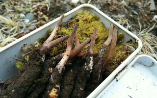 鮮冬蟲(chóng)夏草好壞鑒別指南：6 大核心挑選技巧