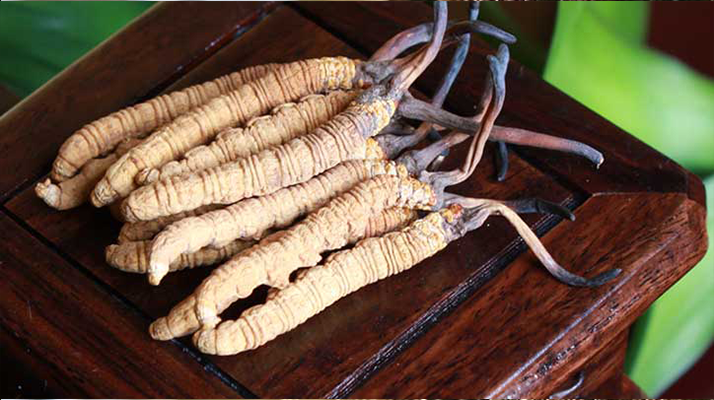 冬蟲(chóng)夏草的采摘時(shí)間探秘