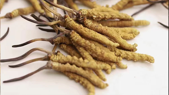 賣(mài)冬蟲(chóng)夏草的地方哪里有？全面解析購(gòu)買(mǎi)渠道與選購(gòu)策略