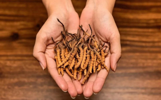 去哪里買真冬蟲夏草？揭秘正品蟲草的可靠購(gòu)買渠道