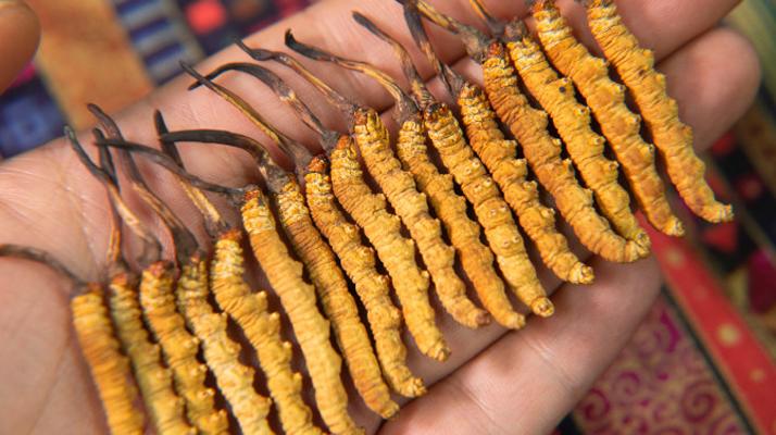 今年<a href=http://m.sdmkid.com/xinxian/ target=_blank class=infotextkey>鮮冬蟲(chóng)夏草</a>價(jià)格如何?