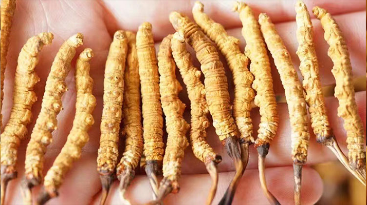 西藏冬蟲夏草正宗嗎