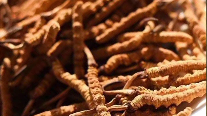 野生<a href=http://m.sdmkid.com/jiage/ target=_blank class=infotextkey>冬蟲夏草多少錢</a>一克