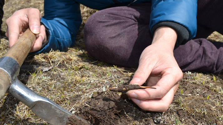 怎樣鑒別<a href=http://m.sdmkid.com/tag/6.html target=_blank class=infotextkey>冬蟲夏草的產(chǎn)地</a>