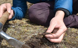 怎樣鑒別冬蟲(chóng)夏草的產(chǎn)地