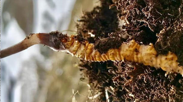 <a href=http://m.sdmkid.com/xinxian/ target=_blank class=infotextkey>新<a href=http://m.sdmkid.com/xinxian/ target=_blank class=infotextkey>鮮冬蟲夏草</a></a>何時(shí)采摘