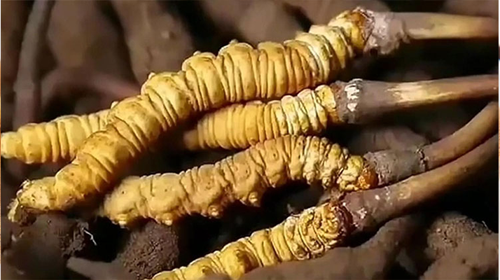 寧波買冬蟲(chóng)夏草去哪里