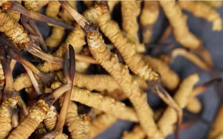 冬蟲(chóng)夏草一斤多少條