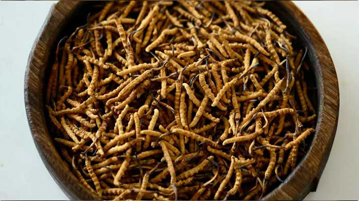 冬蟲夏草一克有多少條