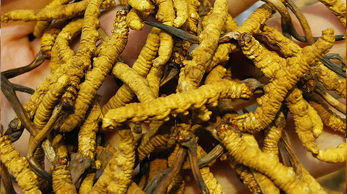 正宗產(chǎn)地野生的冬蟲(chóng)夏草