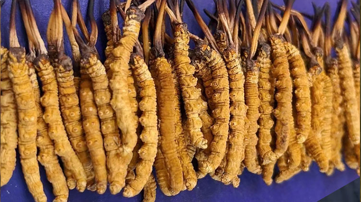 冬蟲(chóng)夏草可以調(diào)理好鼻炎嗎