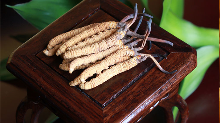 新鮮<a href=http://m.sdmkid.com/jiage/ target=_blank class=infotextkey>冬蟲夏草的價(jià)格</a>一根