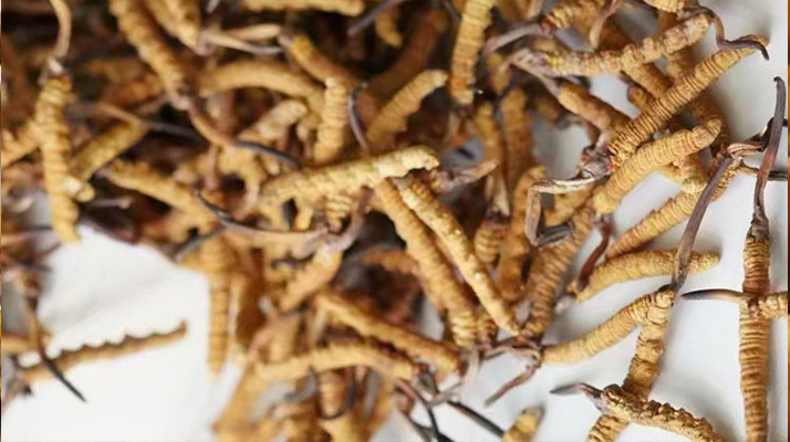 高產(chǎn)冬蟲夏草營養(yǎng)價(jià)值排名