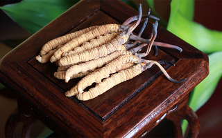 新鮮冬蟲(chóng)夏草的價(jià)格一根