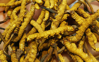 野生的冬蟲夏草多少錢一斤