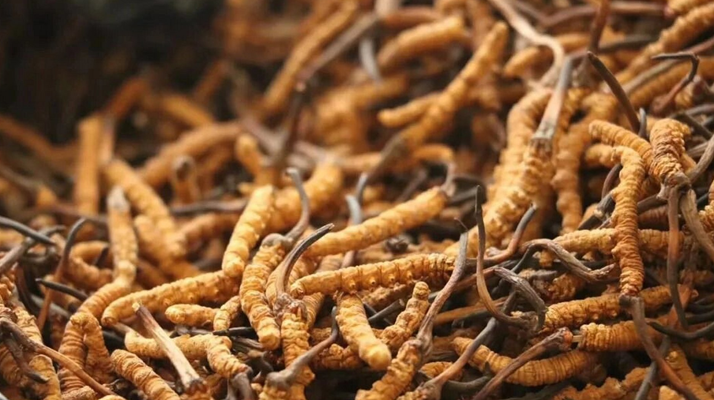 冬蟲夏草服用的五個常見誤區(qū)，很多人都中招了！