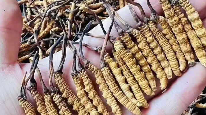 冬蟲(chóng)夏草一克多少條？看懂規(guī)格，選對(duì)滋補(bǔ)品
