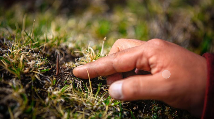 冬蟲夏草怎么找？自然采挖與市場(chǎng)獲取全指南