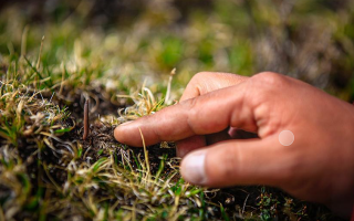 冬蟲夏草怎么找？自然采挖與市場(chǎng)獲取全指南