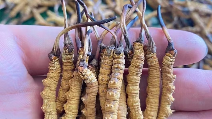 一盒冬蟲夏草多少錢？從規(guī)格到定位的價格解析