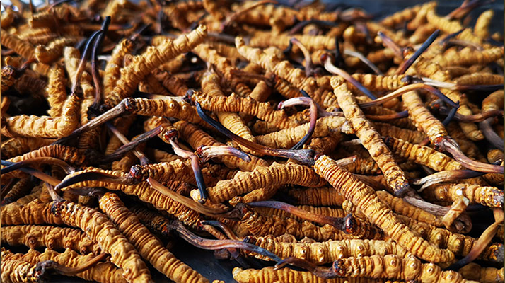 國(guó)際市場(chǎng)冬蟲(chóng)夏草行情分析：從東方瑰寶到全球健康投資的戰(zhàn)略商品