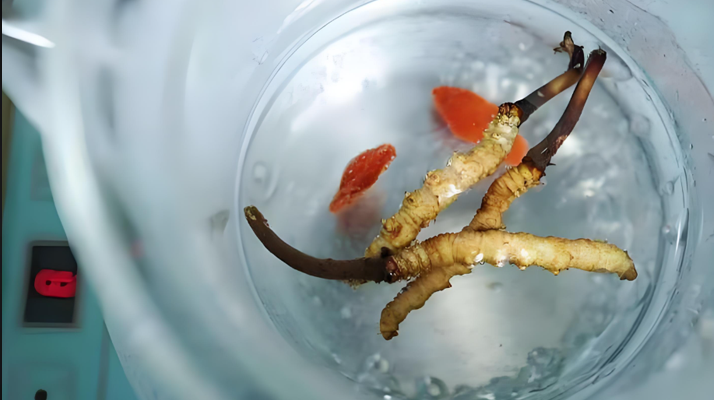 人參冬蟲夏草枸杞泡酒：古法釀就的滋補(bǔ)佳釀